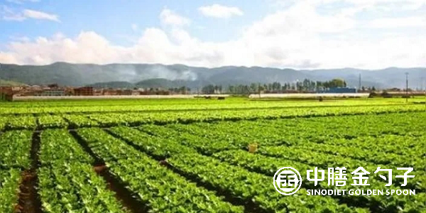 食材配送公司選擇種植基地應(yīng)該注意哪些事項(xiàng)？
